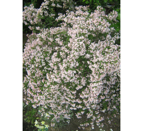 Кольквіція приємна  Pink Cloud, насіння (Kolkwitzia amabilis Graebn), насіння